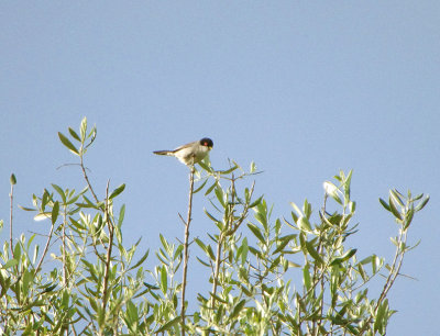 SARDINAIN WARBLER . ALCANTARA . SPAIN . 2 . 5 . 2018