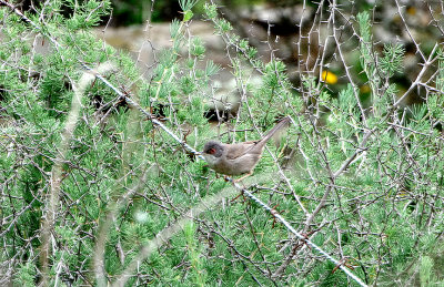 SARDINIAN WARBLER . Nr ALCANTARA . SPAIN . 28 . 4 . 2018