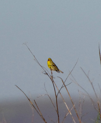SERIN . ALCANTARA OLD CHURCH . SPAIN . 3 . 5 . 2018