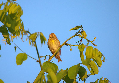 SERIN . ALCANTARA SQUARE . SPAIN . 3 . 5 . 2018
