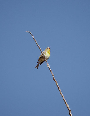 SERIN . CANYON DE DURATON . SPAIN . 26 . 4 . 2018