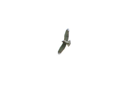 SHORT-TOED EAGLE , Nr ALCANTARA , SPAIN , 28 , 4 , 2018