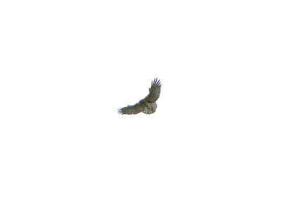 SHORT-TOED EAGLE . Nr ALCANTARA . SPAIN . 28 . 4 . 2018