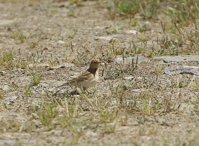 SHORT-TOED LARK , THE TAJO INTERNATIONAL PARK , SPAIN , 29 , 4 , 2018