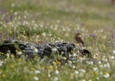 SHORT-TOED LARK . ERMITA DE SAN MARCOS . SPAIN . 30 . 4 . 2018