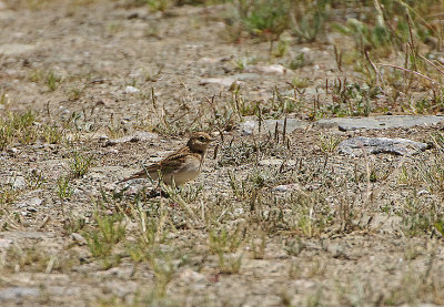 SHORT-TOED LARK . THE TAJO INTERNATIONAL PARK . SPAIN . 29 . 4 . 2018