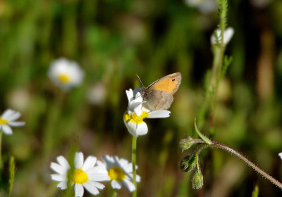 SMALL HEATH . CANYON DURATON . SPAIN . 26 . 4 . 2018