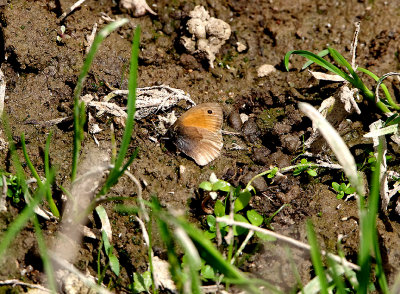 SMALL HEATH . TAJO INTERNATIONAL PARK . SPAIN . 29 . 4 . 2018