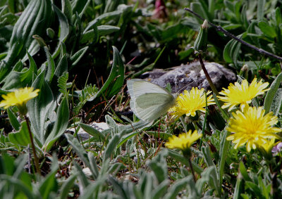 SOUTHERN SMALL WHITE . CANYON DE DURATON . SPAIN . 26 . 4 . 2018