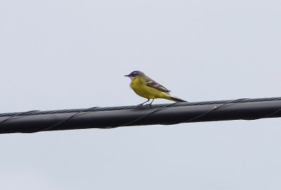 SPANISH WAGTAIL . CANYON DE DURATON TO THE GREDOS MOUNTAINS . SPAIN . 26 . 4 . 2018