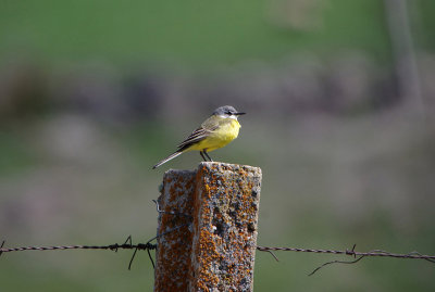 SPANISH WAGTAIL . THE GREYDOS MOUNTAINS . SPAIN . 27 . 4 . 2018