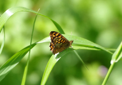 SPECKLED WOOD . Nr AHIGAL . SPAIN . 28.4.2018