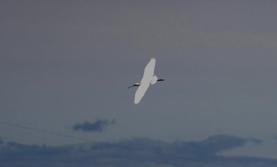 SPOONBILL , ARROCAMPO RESERVOIR . SPAIN , 3 , 5 , 2018