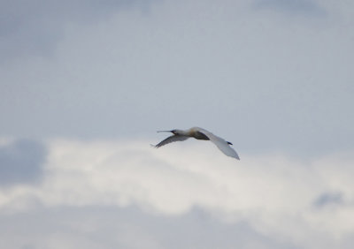 SPOONBILL . ARROCAMPO RESERVOIR . SPAIN . 3 . 5 . 2018