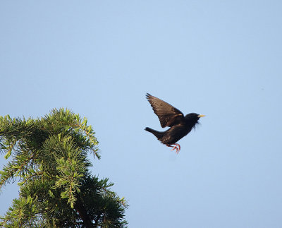 SPOTLESS STARLING , BARAJAS SQAURE . MADRID . SPAIN . 26 . 4 . 2018