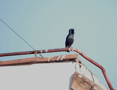 SPOTLESS STARLING , BARAJAS SQUARE , MADRID , SPAIN , 26 , 4 , 2018