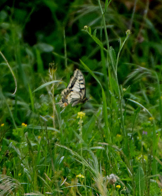 SWALLOWTAIL BUTTERFLY . ARROCAMPO RESERVOIR . SPAIN . 3 . 5 . 2018