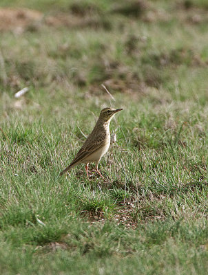 TAWNY PIPIT , THE GREDOS MOUNTAINS , SPAIN , 27 , 4 , 2018
