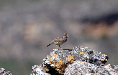 THEKLA LARK . CANYON DE DURATON . SPAIN . 26 . 4 . 2018