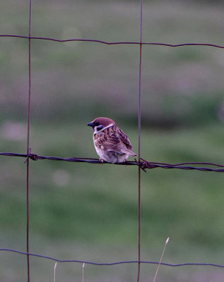 TREE SPARROW , THE ST MARTIN AREA , THE GREDOS MOUNTAINS , SPAIN , 27 , 4 , 2018