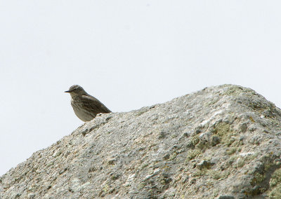WATER PIPIT , THE PLATFORMA DE GREDOS , SPAIN , 27 , 4 , 2018