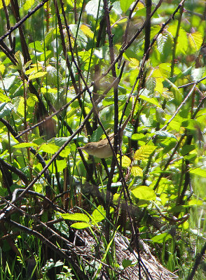 WESTERN OLIVACEOUS WARBLER . VEGAS ALTAS . SPAIN . 1 . 5 . 2018