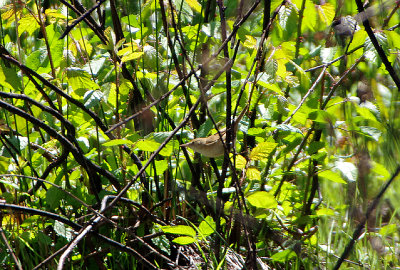 WESTERN OLIVACEOUS WARBLER . VEGAS ALTAS . SPAIN . 1 . 5 . 2018