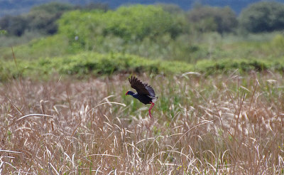 WESTERN SWAMPHEN , ARROCAMPO RESERVOIR , SPAIN , 3 , 5 , 2018