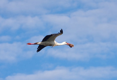 WHITE STORK . ALCANTARA . SPAIN . 1 . 5 . 2018