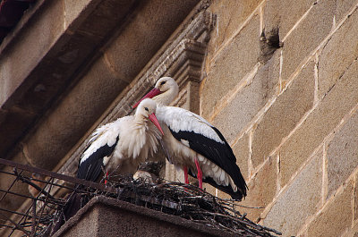 WHITE STORK . ALCANTARA . SPAIN . 2 . 5 . 2018