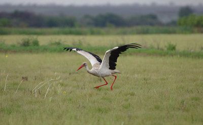 WHITE STORK . ALCANTARA TO VEGAS ALTAS . SPAIN . 1 . 5 . 2018