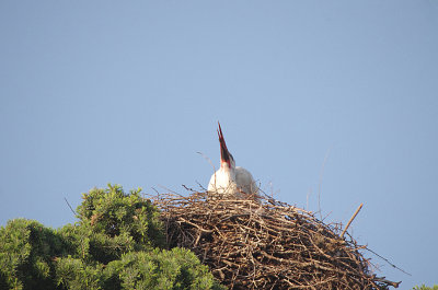 WHITE STORK . BARAJAS SQUARE . MADRID . SPAIN . 26 . 4 . 2018