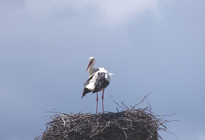 WHITE STORK . TALAVAN . SPAIN . 30 . 4 . 2018