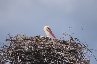 WHITE STORK . VEGAS ALTAS . SPAIN . 1 . 5 . 2018