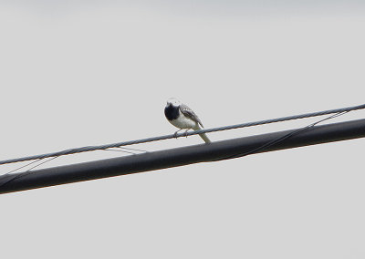 WHITE WAGTAIL . THE ST MARTIN AREA . THE GREDOS MOUNTAINS . SPAIN . 27 . 4 . 2018