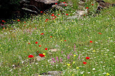 WILD FLOWERS . Nr ALCANTARA BRIDGE . SPAIN . 2.5.2018
