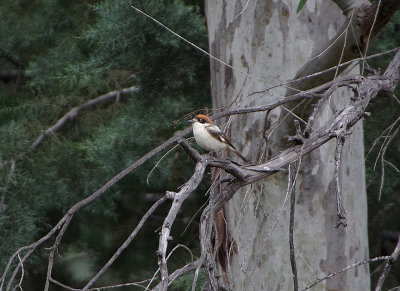 WOODCHAT SHRIKE . Nr ALCANTARA . SPAIN . 28 . 4 . 2018