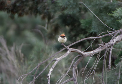 WOODCHAT SHRIKE . Nr ALCANTARA . SPAIN . 29 . 4 . 2018