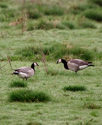 BARNACLE GOOSE . THE EXMINSTER MARSHES . DEVON .ENGLAND . 14 . 4 . 2018