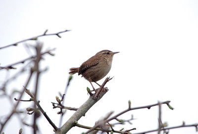 WREN . THE EXMINSTER MARSHES . DEVON . ENGLAND . 14 . 4 . 2018