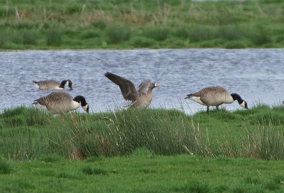 WHITE-FRONTED GOOSE . THE EXMINSTER MARSHES . DEVON . ENGLAND . 16 . 4 . 2018