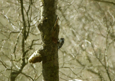 LESSER SPOTTED WOODPECKER . YARNER WOOD . DEVON . 18 . 4 . 2018