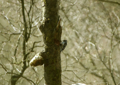 LESSER SPOTTED WOODPECKER  . YARNER WOOD . DEVON . 18 . 4 . 2018