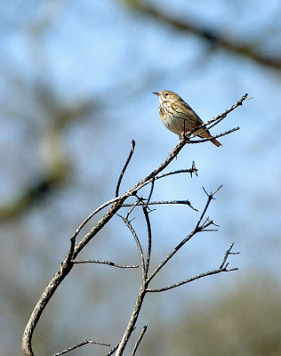 TREE PIPIT . YARNER WOOD HEATH . DEVON . 18 . 4 . 2018