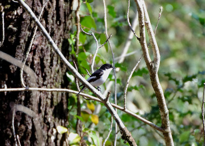 PIED FLYCATCHER ( Male ) . YARNER WOOD . DEVON . 18 . 4 . 2018