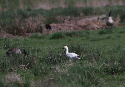 SNOW GOOSE . THE EXMINSTER MARSHES . DEVON . 19 . 4 . 2018