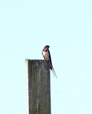 BARN SWALLOW . THE EXMINSTER MARSHES . DEVON . 19 . 4 . 2018