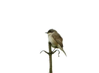 LESSER WHITETHROAT , THE EXMINSTER MARSHES , DEVON , ENGLAND , 24 , 4 , 2018