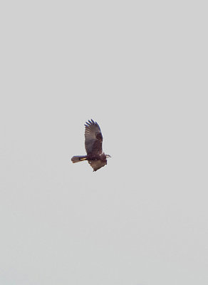 WESTERN MARSH HARRIER . BOWLING GREEN MARSH . TOPSHAM . DEVON . ENGLAND . 24 . 4 . 2018