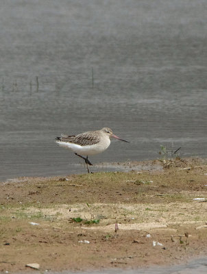 BAR-TAILED GODWIT . BOWLING GREEN MARSH . TOPSHAM . DEVON . ENGLAND . 24 . 4 . 2018